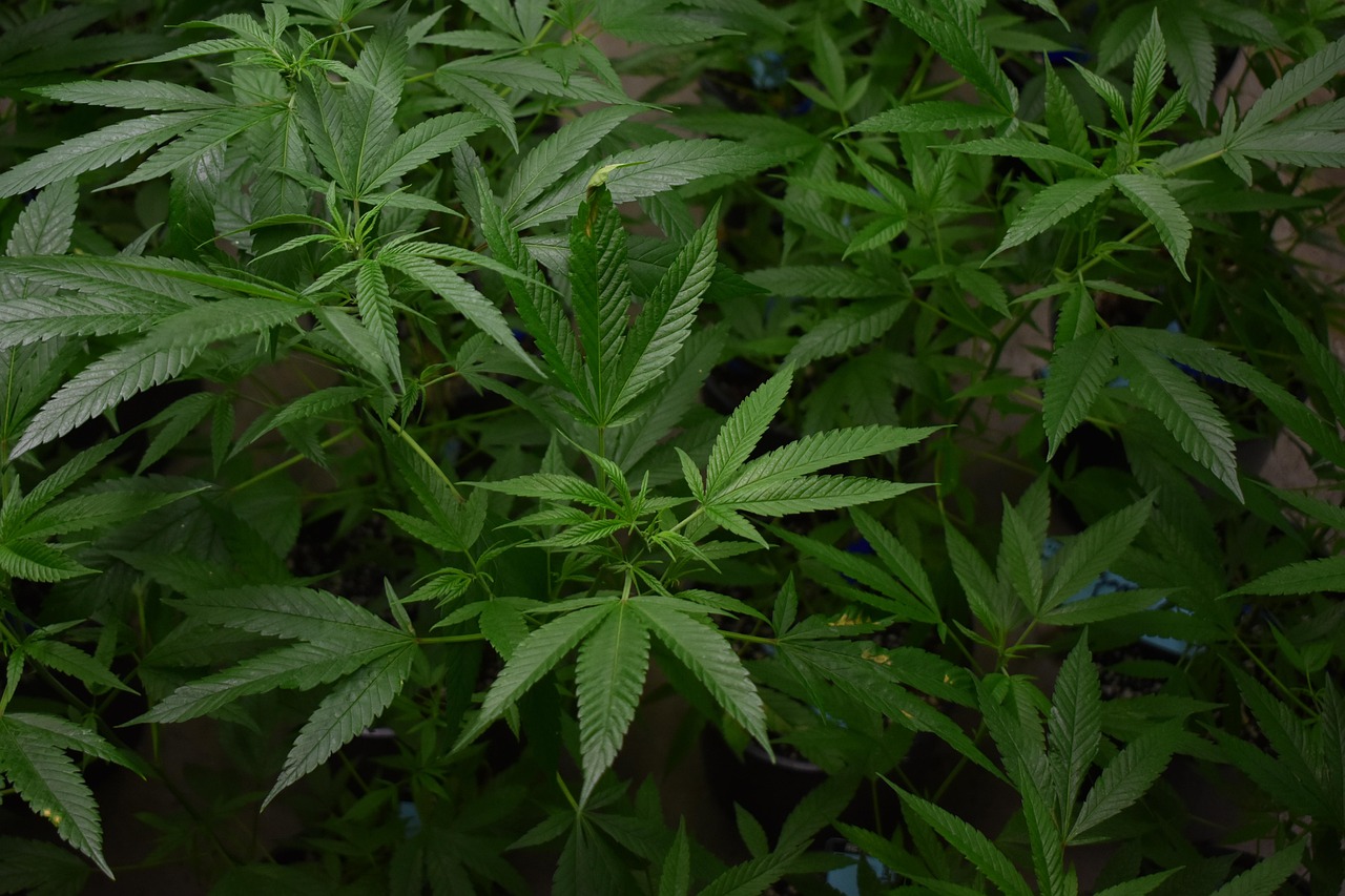 Cultivation Uptime