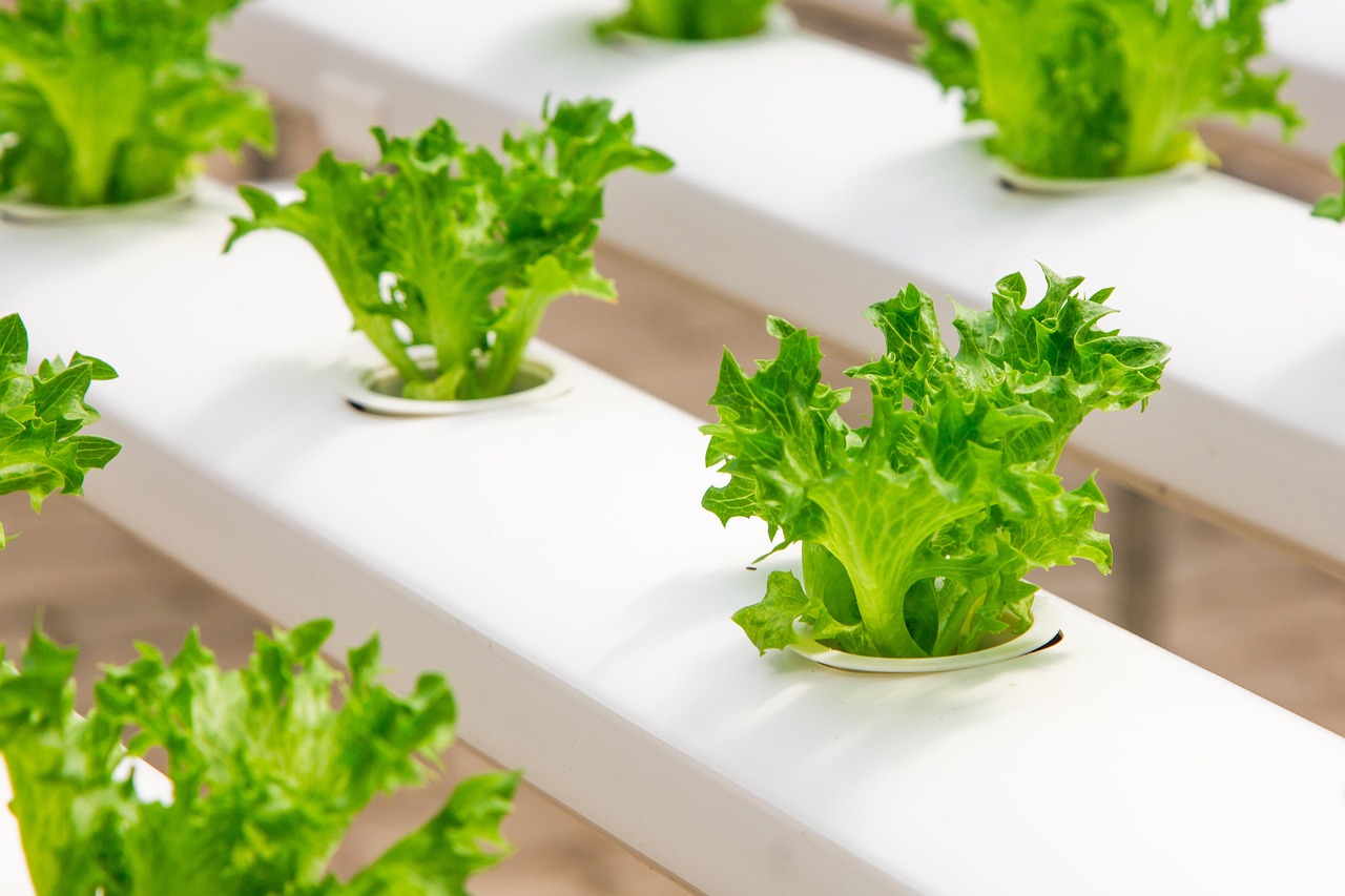 Controlled Environment Ag