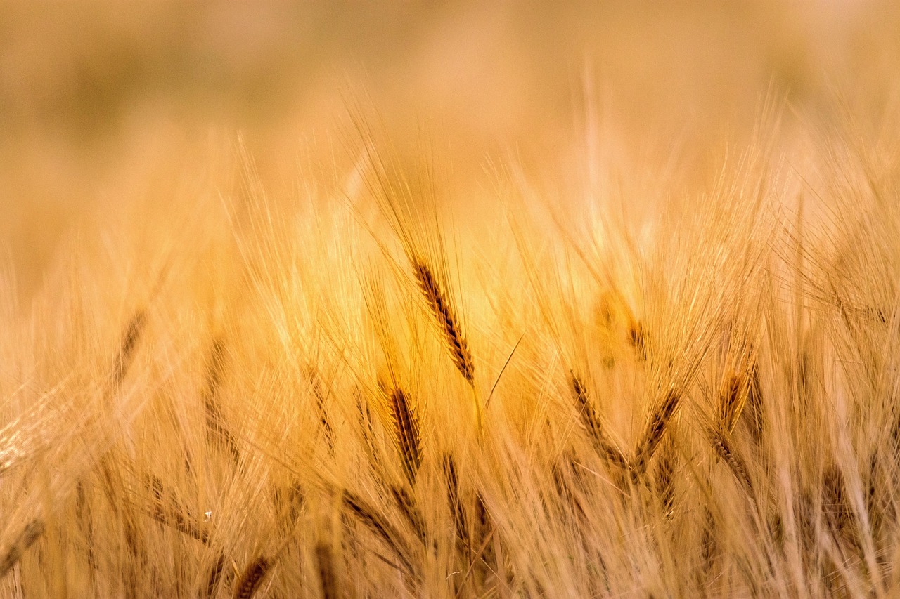 Rural Grow Resilience
